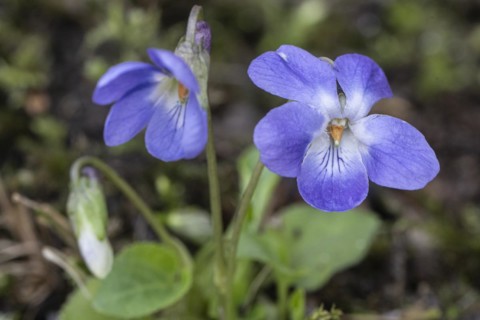 Violet (Viola riviniana), North Rhine-Westphalia, Germany, Europe