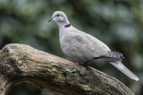 Eurasian Collared Dove (Streptopelia decaocto), Emsland, Lower Saxony, Germany, Europe