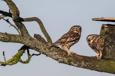 Little owls (Athene noctua), feeding young animals, Emsland, Lower Saxony, Germany, Europe