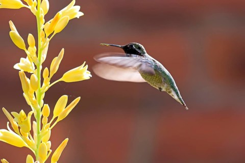Anna's hummingbird (Calypte anna), adult, flying, on flower, foraging, Sonoran Desert, Arizona,