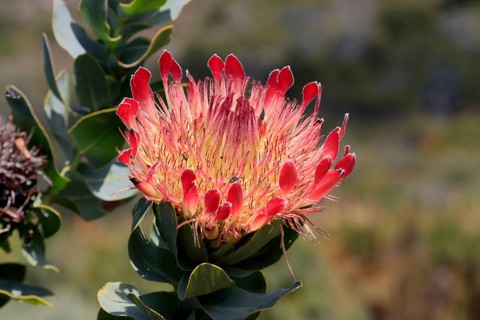 King Protea (Protea cynaroides), flower, flowering, flower, in spring, Kirstenbosch Botanical