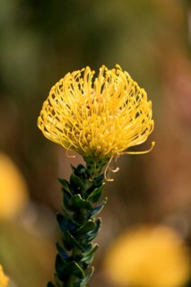 Pincushion protea (Leucospermum cordifolium), flower, flowering, silver tree plant, Kirstenbosch