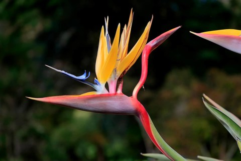 Bird of paradise flower (Strelitzia reginae), flower, in bloom, Kirstenbosch Botanical Gardens,