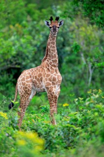 Cape giraffe (Giraffa camelopardalis giraffa), young animal, alert, Saint Lucia Estuary,