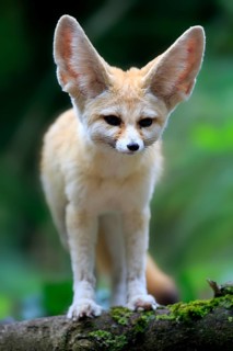 Fennec, desert fox (Vulpes zerda), adult, vigilant, North Africa, Africa, captive