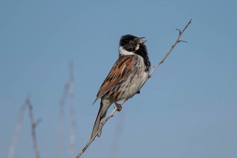 Reed bunting (Emberiza schoeniclus), male sitting on a branch and singing, animal portrait, Bagges