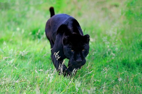 Jaguar, Black panther (Panthera onca), adult stalking, alert, South America