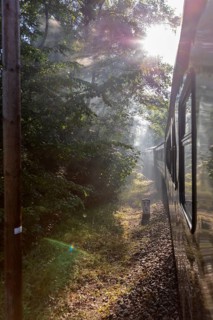 A train runs through the forest while sunbeams fall through the foliage, Rügen, Rasender Roland