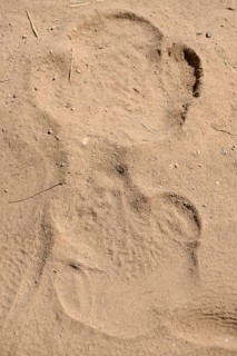 Track of a black rhino (Diceros bicornis) in the sand, Huab Conservancy, near Khorixas, Kunene