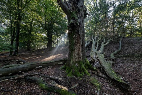 Tinder fungus (Fomes fomentarius) on dead copper beech (Fagus sylvatica) in a forest, Emsland,