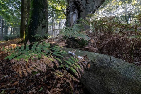 Bracken fern (Pteridium aquilinum) and tinder fungus (Fomes fomentarius) in a light-flooded beech