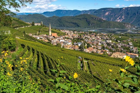 Wine-growing, in the Adige Valley, near the village of Tramin on the wine road, view from the