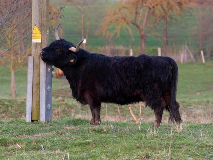 Schottisch Highland Cow (Bos taurus), rubbing its head on a post, Glockenborn nature reserve,