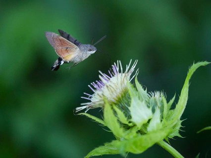 Hummingbird Hawk Moth (Macroglossum stellatarum), feeding on nectar from a Marsh thistle flower
