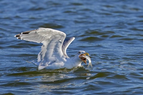 European herring gull (Larus argentatus) swallowing big fish while swimming at sea