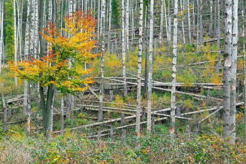 Regrowth of beech trees among dead spruce tree trunks, destruction in forest caused by European