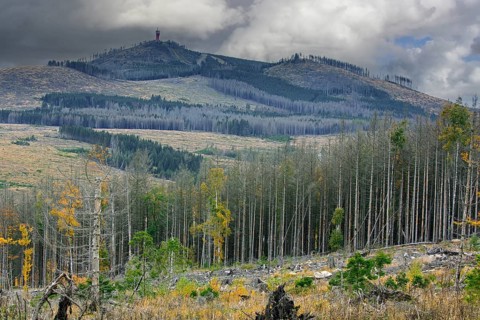 Dead spruce trees, destruction in forest caused by European spruce bark beetle (Ips typographus)