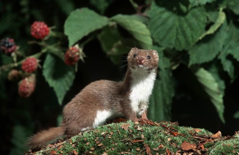 Least weasel (Mustela nivalis) hunting in woodland