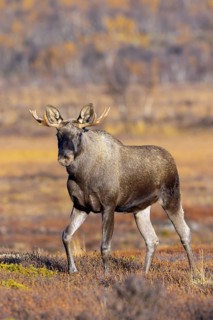 Moose, elk (Alces alces), young bull, male with small antlers foraging on the tundra in autumn,