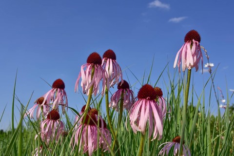 Purple cone flower (Echinacea purpurea), Bavaria, Germany, Europe