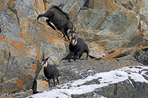 Rutting Alpine chamois (Rupicapra rupicapra) male, buck chasing female and juvenile down rock face