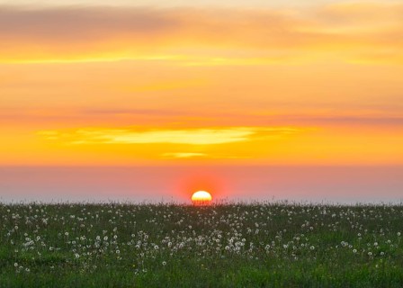 Meadow with fruit stands of the common dandelion (Taraxacum sect. Ruderalia), dandelions, at