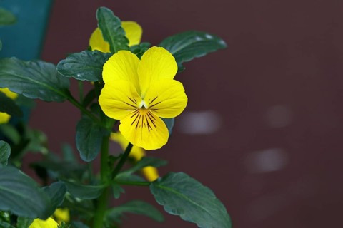 Horned violet (Viola cornuta hybrid), pansy, yellow flower, plants, flowers, violet family,