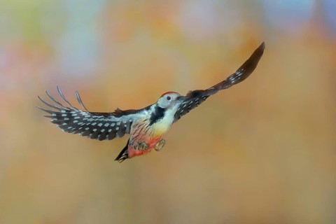 Middle Spotted Woodpecker (Dendrocopos medius), in flight, wildlife, woodpeckers, nature