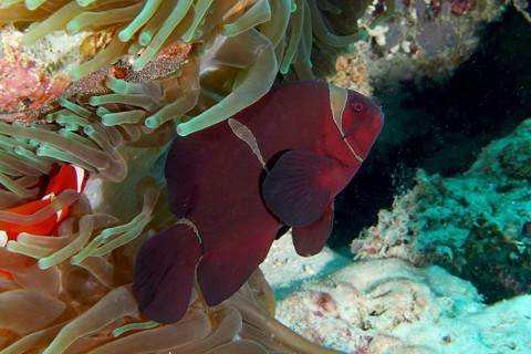 A red velvet anemonefish, spiny anemonefish (Amphiprion biaculeatus) swimming between the tentacles