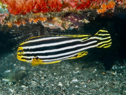 A striped fish, striped sweetlips (Plectorhinchus lessonii), moving along the seabed near corals,