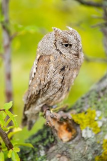 Eastern screech owl (Megascops asio) or Eastern screech-owl, captive, sitting on a branch with