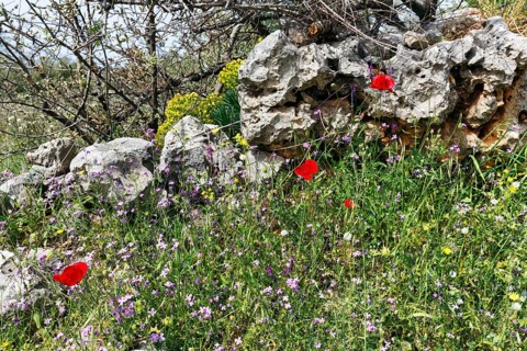 Flower meadow in spring, corn poppy, traditional dry stone wall, Pyrgos, Mani, Greece, Europe