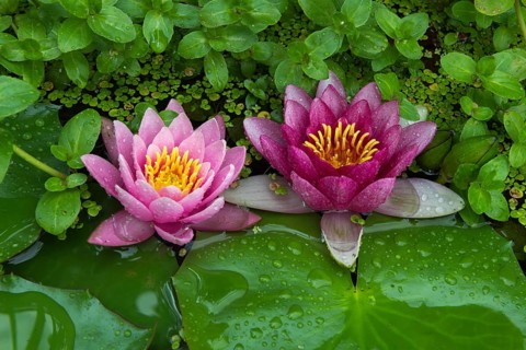 Red and pink water lilies (Nymphaea) on green leaves in a pond, duckweed, pink, Baden-Württemberg,
