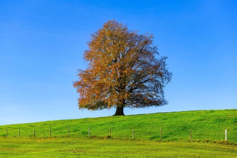 A large tree with colourful autumn leaves in a meadow, surrounded by blue sky, copper beech (Fagus