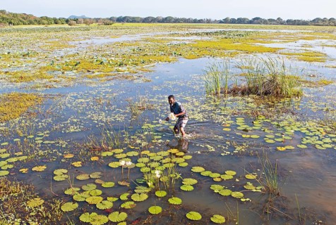 Sri Lankan man picking lotus flowers in Maminiyawa Wewa or reservoir, Central Province, Sri Lanka,