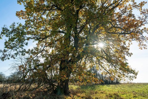 English oak (Quercus robur) in a meadow, in autumn with yellow discoloured leaves, backlit with sun
