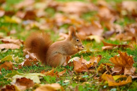 Eurasian squirrel (Sciurus vulgaris), sitting in grass with autumn leaves and holding a nut,
