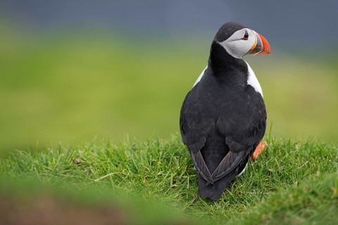 Puffin (Fratercula arctica), Mykines, Faroe Islands, Denmark, Europe