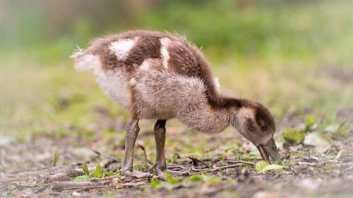 Nile goose chicks (Alopochen aegyptiaca) running through grass and branches, foraging, feeding from