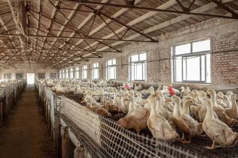 Ducks ready for slaughter at the duck breeding station Jiang Su Xiang Gui Breeding Co. Ltd, Xiang