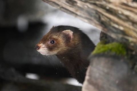 European polecat (Mustela putorius) or forest polecat, standing on woodpile, captive, Switzerland,