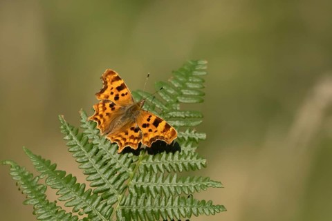 Comma butterfly (Polygonia c-album) adult insect resting on a Bracken plant leaf in the summer,