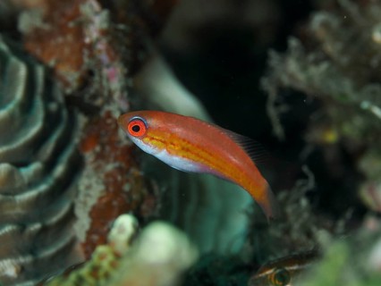 Small, red and white female fish, flag damselfish (Paracheilinus filamentosus), swimming near
