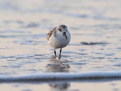 Sanderling (Calidris alba), standing at the edge of the beach at low tide, island of Texel, Holland