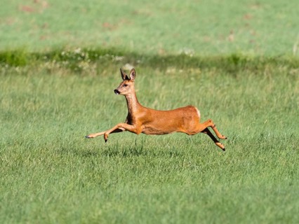 Roe Deer (Capreolus capreolus), adult female ordoe running across a field with all four legs in in