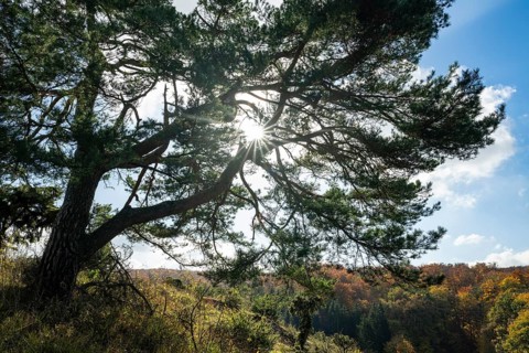 Common pine (Pinus sylvestris) backlit with sunstar, blue sky, white clouds, on juniper heath,