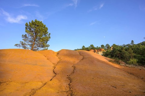 Single Aleppo pine (Pinus halepensis) and ochre rock Colorado de Rustrel, Rustrel, Département