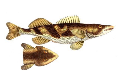 Fish, Fish, Genus of the family Perch, Perca zingel, Historical, digitally restored reproduction