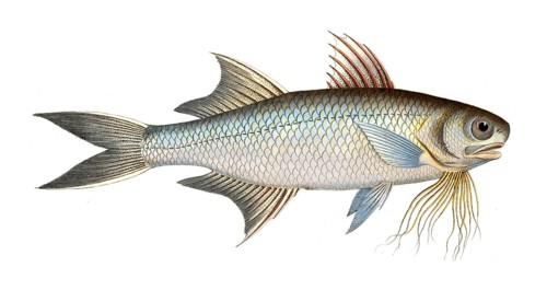 Fish, fishes, genus of threadfins, Polynemus paradiseus, the fish of paradise, Historical,