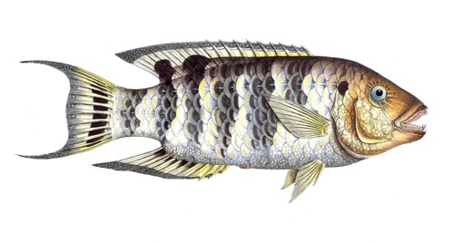 Fish, Fishes, Sea bream family, Sparus fasciatus, Cheilinus fasciatus, Red-breasted wrasse,